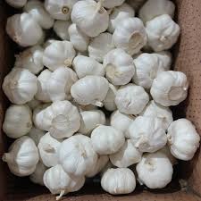 Bawang putih segar organik